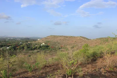 open savannahs versus wooded thickets – what s the future for pune s hills 