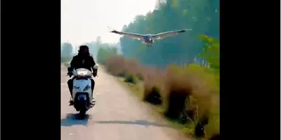 up man who rescued  looked after sarus crane booked under wildlife protection act