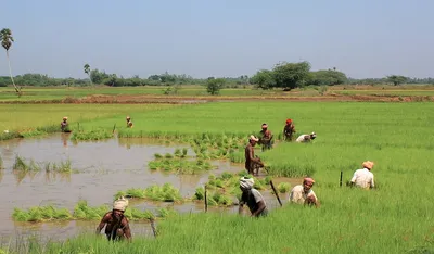 getting the investment subsidy mix right in indian agriculture