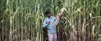the life of labour  plight of betel farmers  nexus between sugar industry  govt