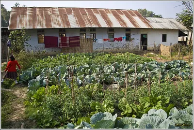 book review  the simple prose of  my father s garden  cuts like a knife