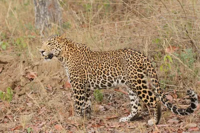 we are thinking of the leopard as a nuisance – and quietly wiping it out