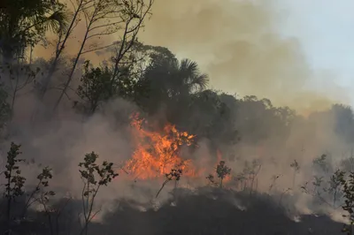 amazon fires are symptomatic of greater problem  rampant deforestation