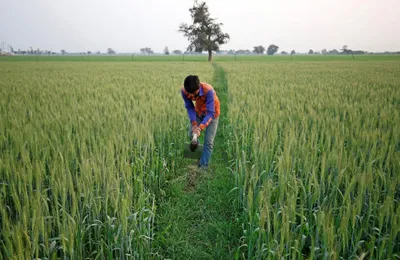 loan waivers continue to be elusive for lakhs of farmers in uttar pradesh