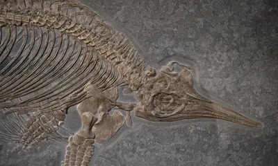 what a fossil revolution shows about the evolution of ‘big data’