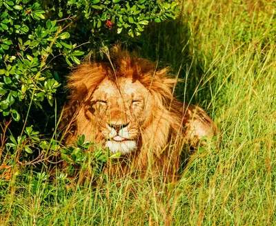  akbar s companion can t be sita   bengal vhp moves court against lions  names