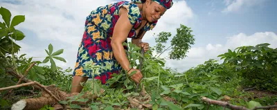 why cassava has so much potential in sub saharan africa