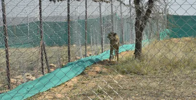 two more cheetahs brought back to enclosures in kuno