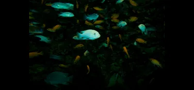 one fish  two fish  3 000 fish   