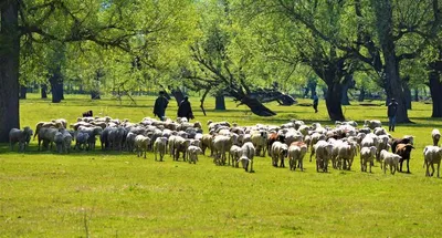 with meticulous care  sheepherders conserve quality of kashmir merino stock
