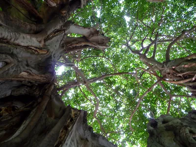 book review   the overstory  is a tribute to plant habitats we refuse to see