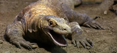 komodo dragons have a famous endurance  scientists are looking for its roots in their genes 