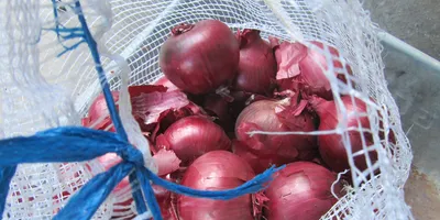 onion export ban worsens farmer distress  could cost india its overseas market