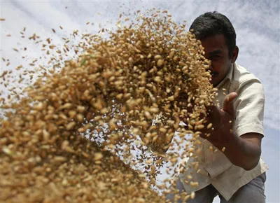 india’s bumper wheat crop should be giving jitters to the food corporation of india