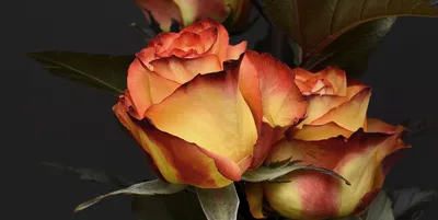 urdu as a language of love of different kinds in the time of targeted hate