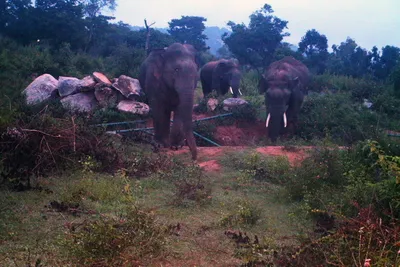 elephants form unusual all male groups to survive human landscapes