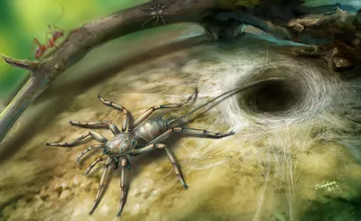 in myanmar  scientists find an ancient spider with a whip like tail