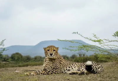 five more african cheetah cubs born in kuno