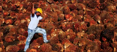 how ‘dirty’ is india s palm oil and what should we do about it 