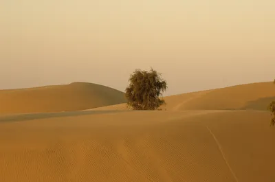 our climate answer lies in our grassland soil