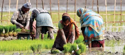 insurance companies have paid no penal interest for delay in payment of crop insurance claims