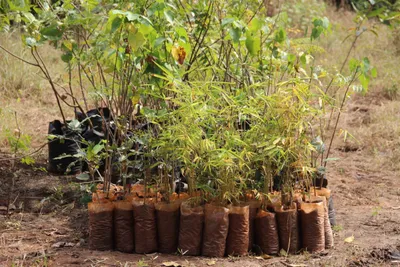 what trees cannot do