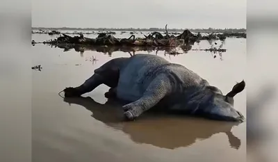 north bengal floods  wildlife turn casualty as neglect  deforestation increase flood risk