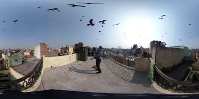 360° video  feeding black kites in old delhi