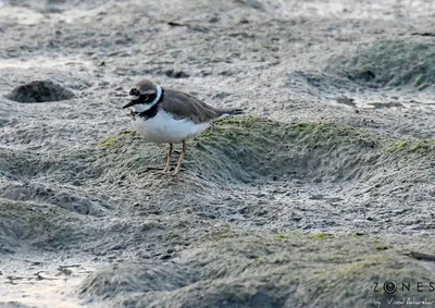 mumbai bird race – a day out in the concrete jungle