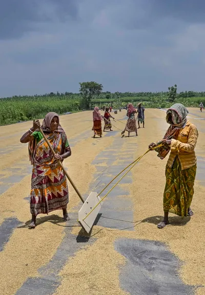 india’s erratic agriculture trade policies are hurting both farmers and exporters