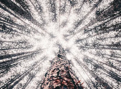 climate change is reducing the ability of forests to store carbon