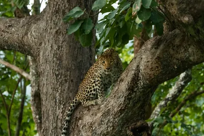 why is the maharashtra government sending fifty leopards to vantara 