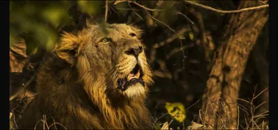 editorial  gujarat s asmita is india s pride