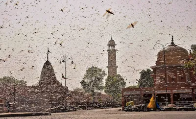 climate change brings the worst locust attack in decades to india