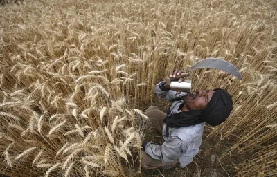 punjab s agriculture sector can t rest on its past glory