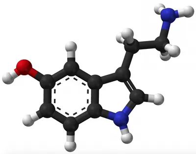depressed people have low levels of two bacteria in their guts  study