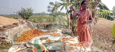 fighting soil salinity  land shaping techniques benefit sundarban farmers