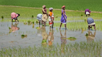 chhattisgarh polls  farmers  votes at centre of politics on paddy prices  loan waivers  development