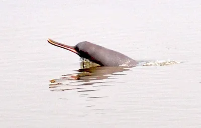 climate change threatens dolphin habitats in ganga
