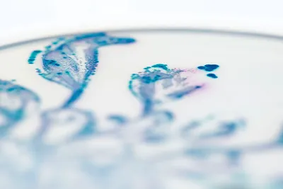 gut instinct  how diets shape the unique composition of indian guts