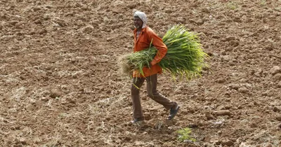 with narmada supply stopped  gujarat farmers try to keep their heads above water