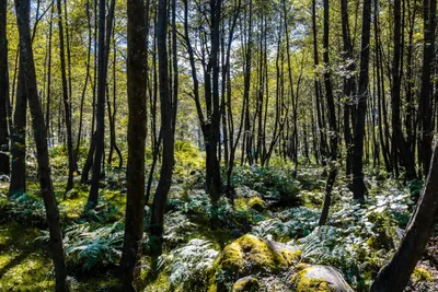 nda s draft forest law is more draconian than what the british left us with